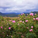 Top 10 Products Using Bulgarian Rose Oil 12 Products Using Bulgarian Rose Oil