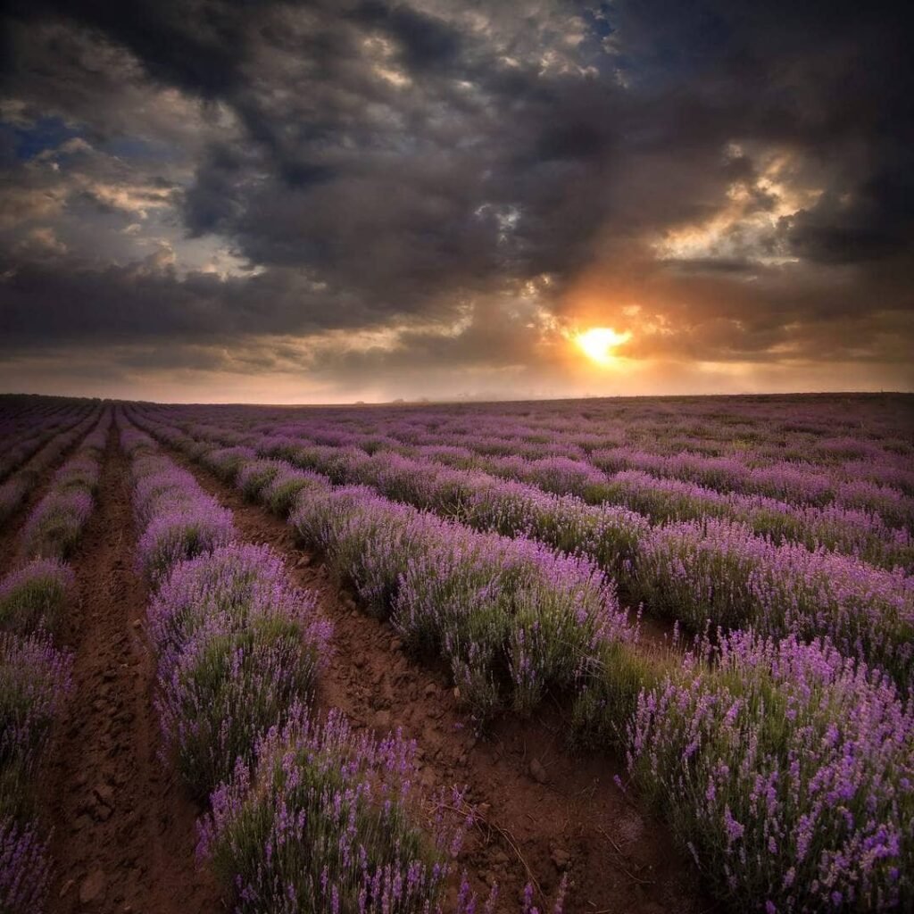 Lavender Fields near Dobrich Bulgaria