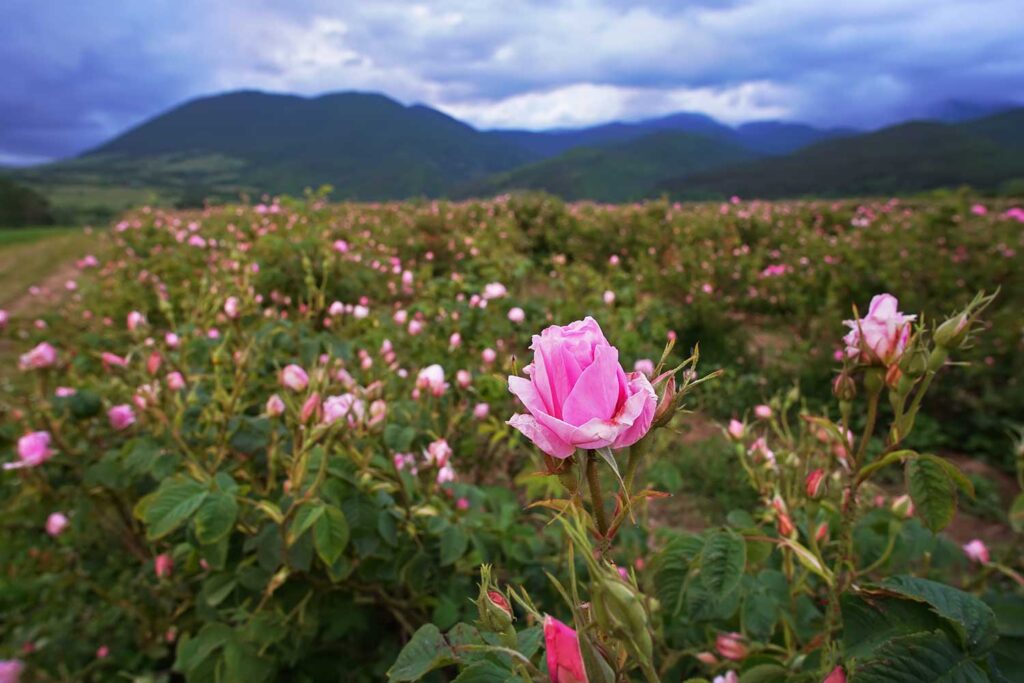 25 Beautiful Photos of Bulgaria That Will Make You Want to Visit 25 Pink Damask rose fields blooming in Bulgaria's Rose Valley